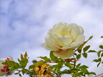 Backgrounds white roses wallpaper