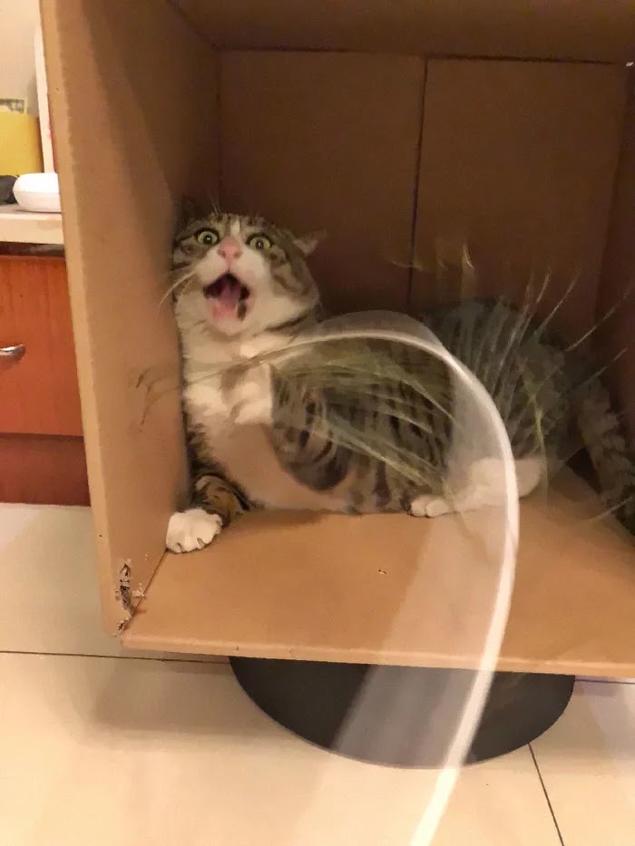 Hilarious Pictures Of An Adorably Dramatic Cat