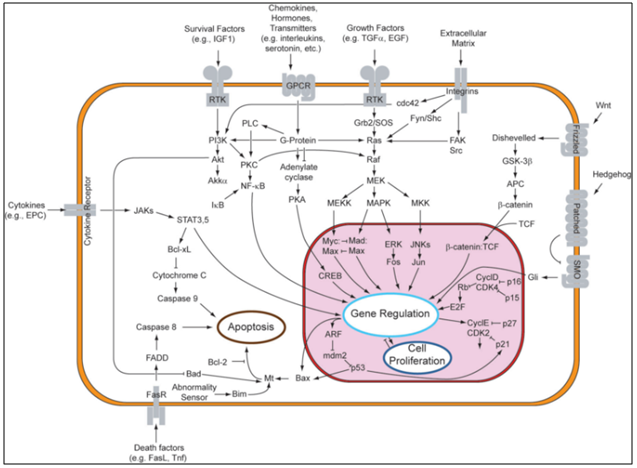 Overview sinyal transduksi pada pathway apoptosis