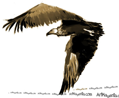 Cinereous Vulture is a bird drawing by Artmagenta