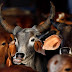  हर महीने काटते थे 600 गाय, 50 गाँवों में हो रही थी गोमांस की होम डिलीवरी: पूरा थाना लाइन हाजिर 