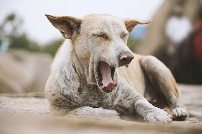 dogs yawn