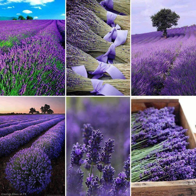 Lavender field