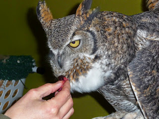 istilah tidbits dalam istilah pemeliharaan bop mengacu pada makanan umpan dalam melatih burung hantu