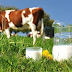 Decreto pretende fortalecer a cadeia produtiva do leite no Brasil