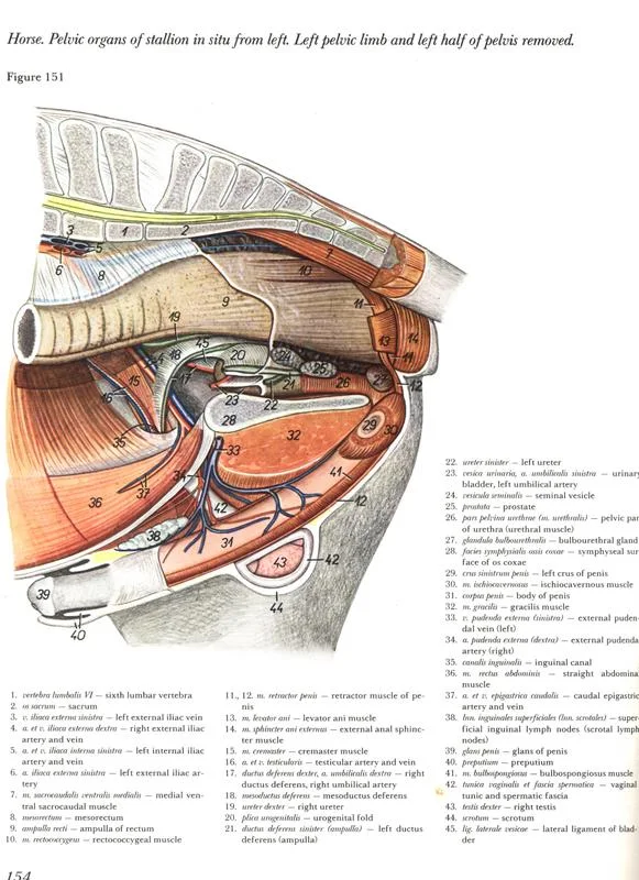 anatomy-horse-pelvic-casco-ossos-bones-anatomia-membros-pélvicos-horse-equino-popesko-livros-pdf-veterinaria-clique-download-descargar-libros-gratuito