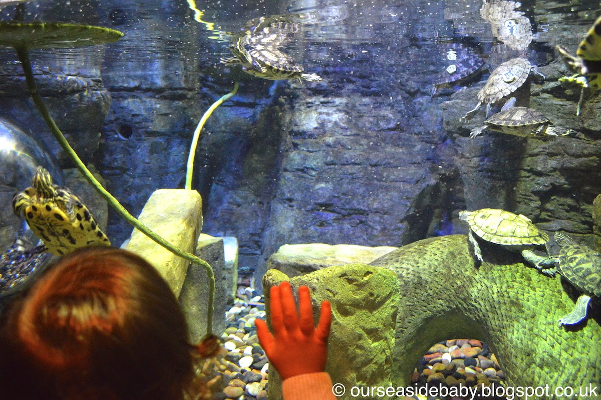 Silent Sunday: Little hands at the Sealife Centre 