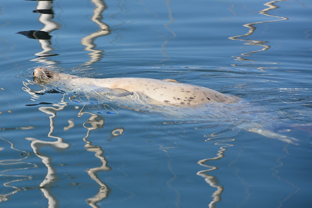 Fishermans Wharf Victoria Island spotted sea lion