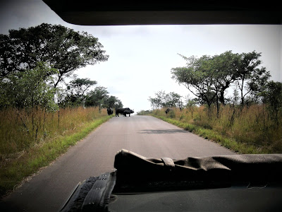 South Africa, Rhinos, Kruger National Park, safari, Open Safari Vehicle