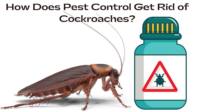 How Does Pest Control Get Rid of Cockroaches?