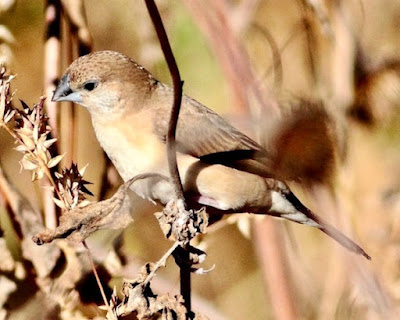 ndian Silverbill resident. common