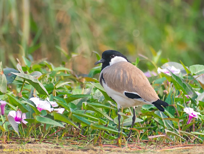 River lapwing