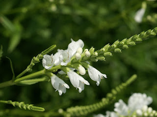 Physostegia virginiana - Cataleptique 'Bouquet Blanc' - Horticole