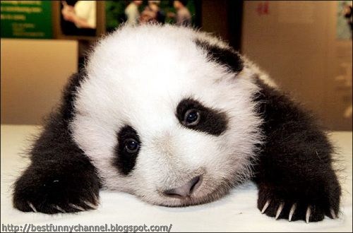 Sweet panda.