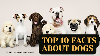 Top 10 facts about dogs