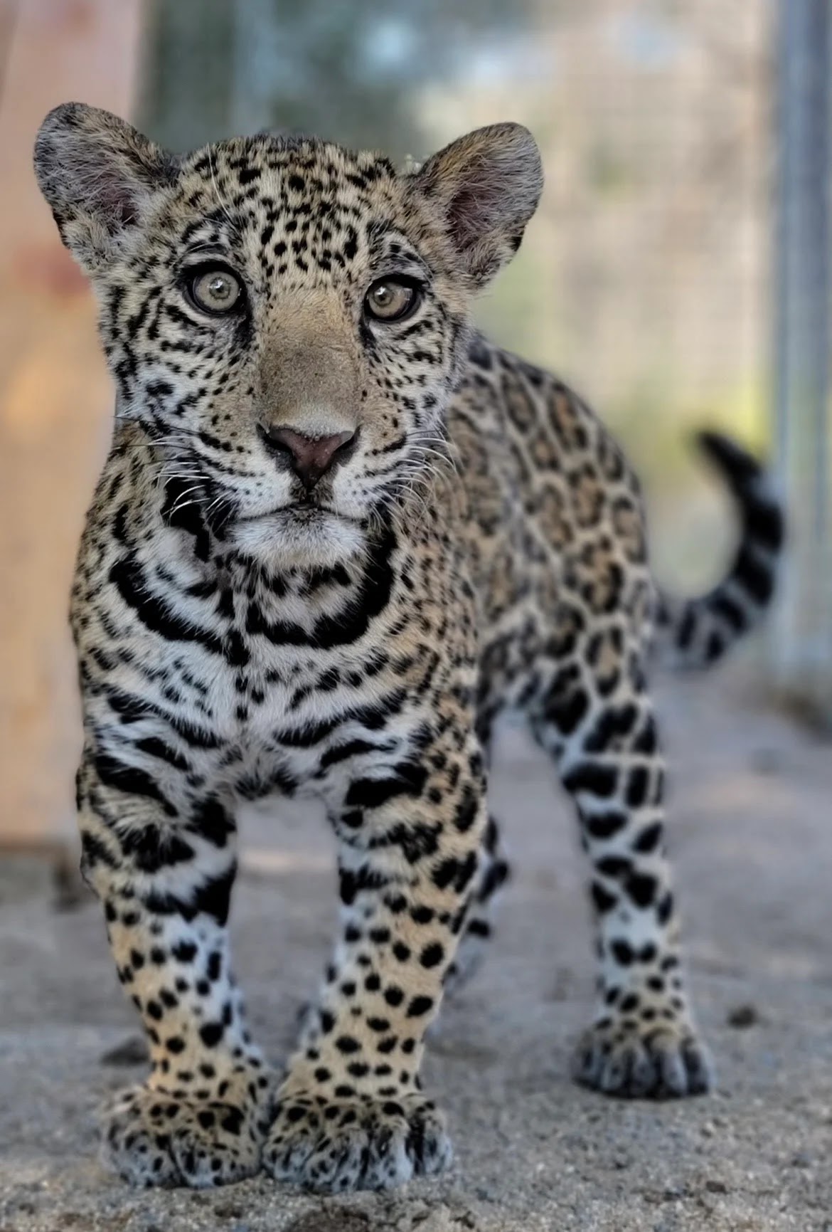 Eddie the Jaguar