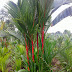 Jual pohon palem merah | supplier tanaman hias dan rumput | jasa tukang taman