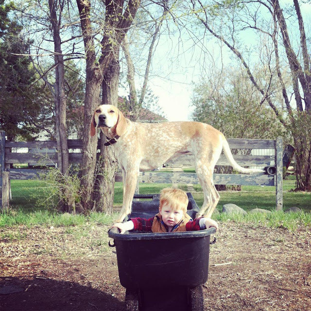 Maddie the Coonhound, a dog that loves to stand and sit on things., dog pictures, maddie pictures, maddie the coonhound pictures, amazing dogs