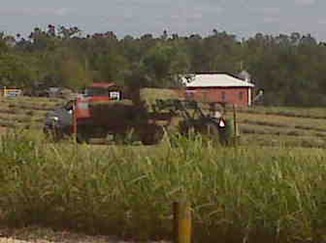 Wood hay 2009
