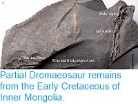 https://sciencythoughts.blogspot.com/2015/12/partial-dromaeosaur-remains-from-early.html