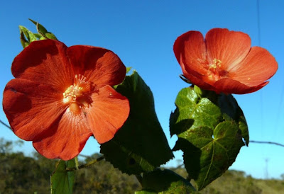 Flor do Cerrado - foto de JC Patrício