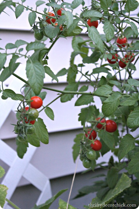 growing cherry tomatoes