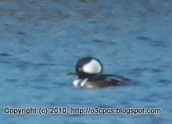 Hooded Mergansers, 11/13/10, Bill Forward Bird Blind, Parker River NWR