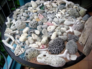 coral from Utila, Honduras