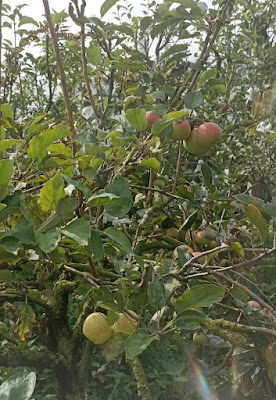 Wisata Petik Apel Malang di Kebun Agro Rakyat, Kota Batu