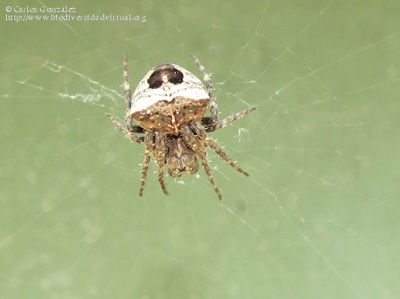 http://www.biodiversidadvirtual.org/insectarium/Gibbaranea-bituberculata-img700551.html