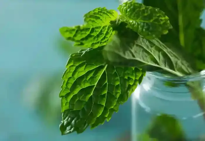 Hydroponic Mint