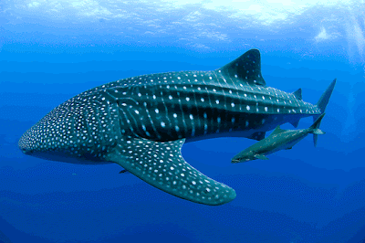 Whale Shark Fish