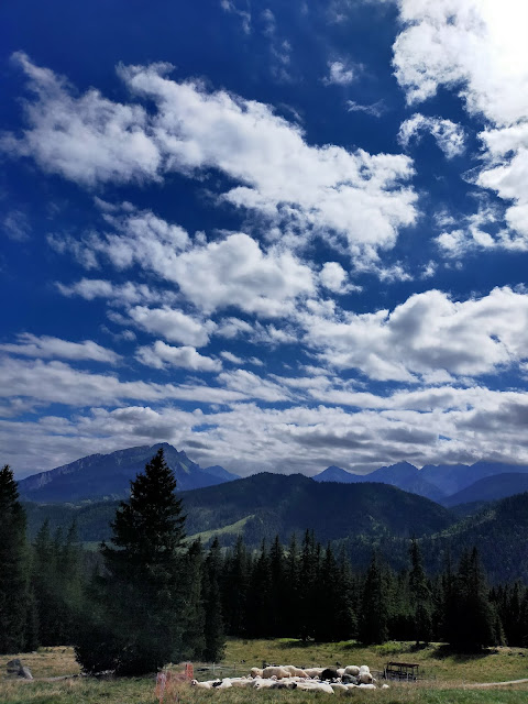 widok z góry na Tatry i pasące się owce