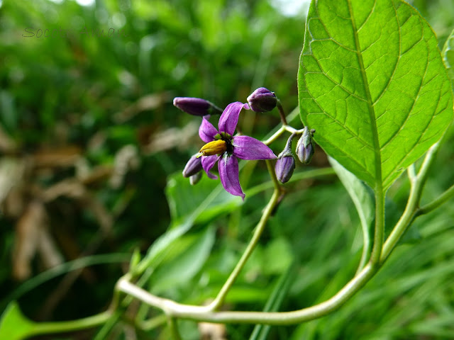 Solanum megacarpum