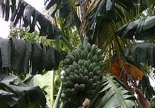 pohon pisang kepok