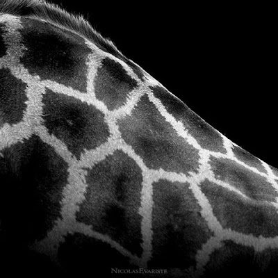 black white animal Beautiful