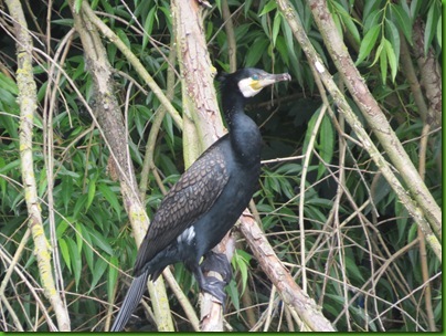 004  Cormorant