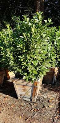 English Laurel