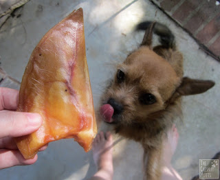 Jada and a pig ear