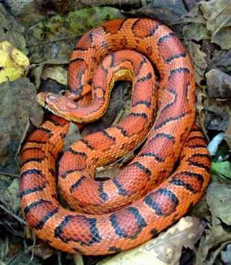 Corn snake Ular Jagung Hewan Peliharaan