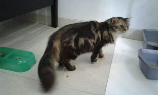 kucing persia peaknose extreme longhair