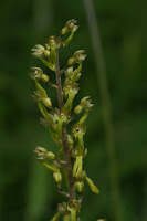 Common Twayblade