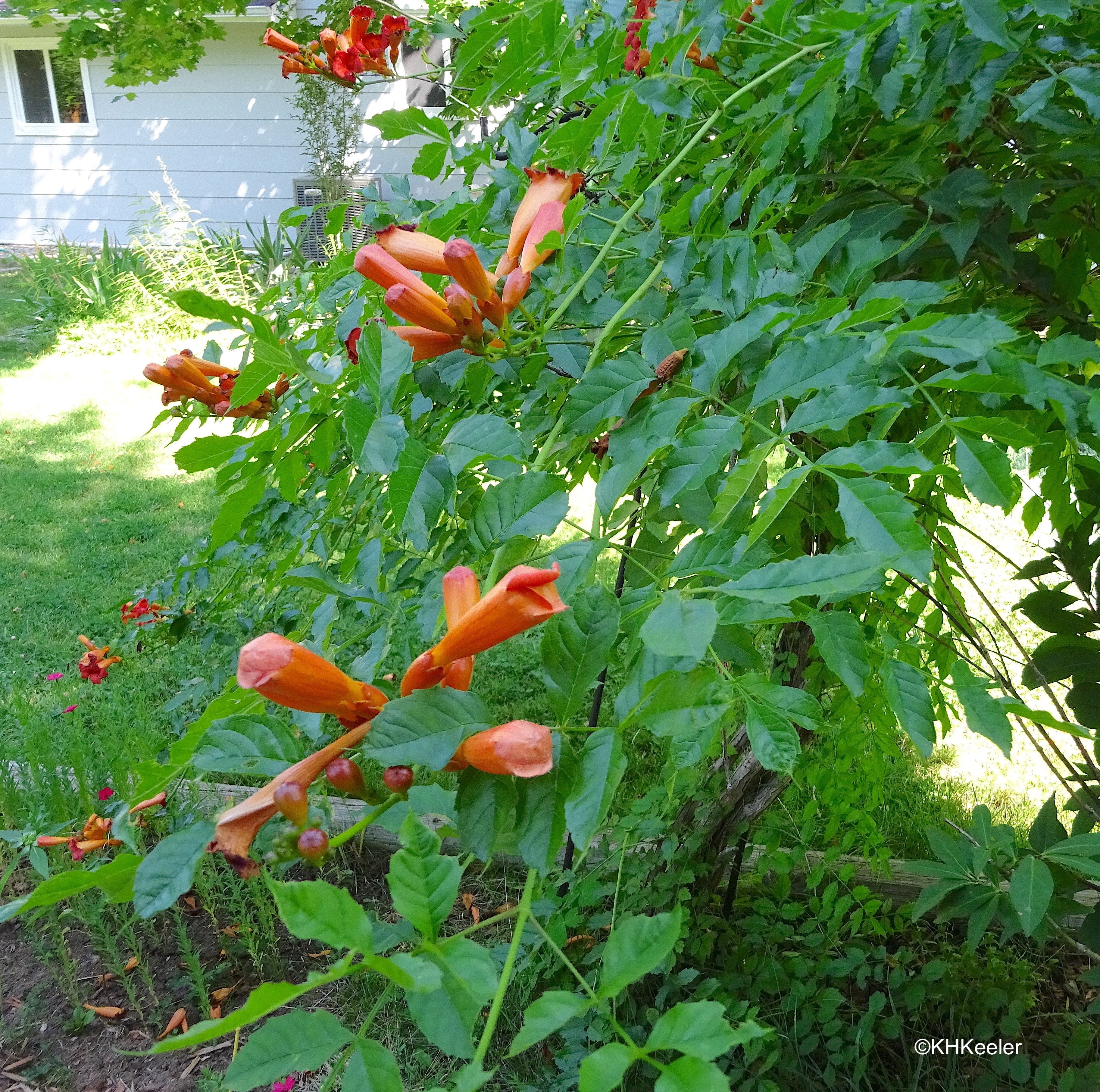 The Trumpet Creeper — In Defense of Plants