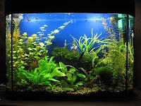 Как установить аквариум правильно?