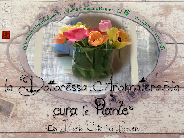 Docente del Corso di Erboristeria “Di Erba in Erba©” Cromoterapeuta - Cromoestetica Floriterapeuta Mediterranea - esperta di Cosmesi naturale personalizzata, Consulente naturopata - vasta esperienza anche con bimbi e anziani -  Istruttore di “Tài jí quán - 太极拳” e di “Tai Chi Kung” dello Stile Yang, della International Family Tai Chi Chuan blogger http://dierbainerba.blogspot.it - © Maria Caterina Ranieri 白蓮 – all rights reserved ॐ