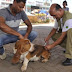 UTILIDADE PÚBLICA: Vacinação de cães e gatos segue até sábado