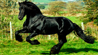 Resultado de imagen de caballo arabe pura sangre negro