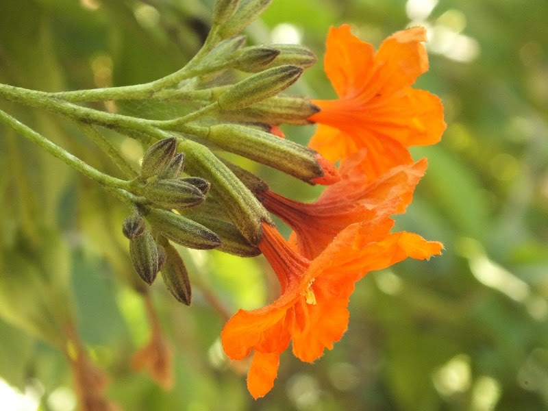 16+ Orange Tree Flower, Ide Top!