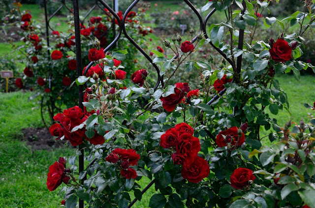 In a Rose Garden