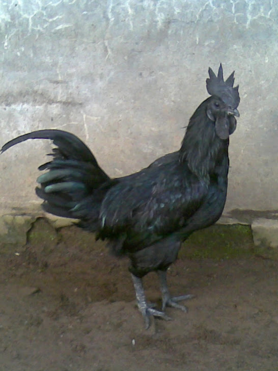 Ayam Cemani